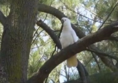sample,cockatoos