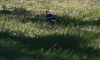 magpies