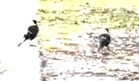 magpies