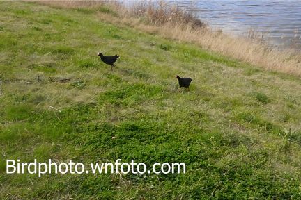 swamphens