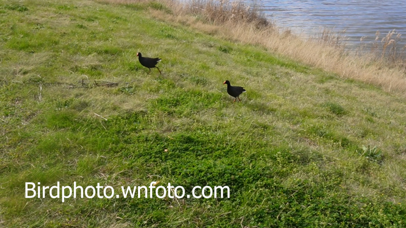 swamphens